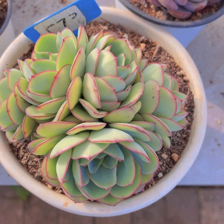 健健康康平平安安