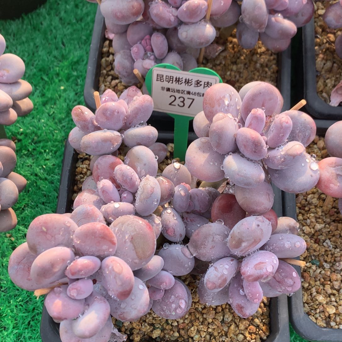 彩虹奶酪老桩无砍237