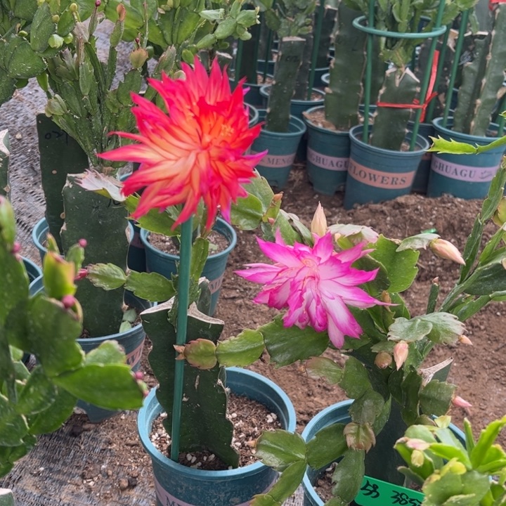 雪***011号083➕038倆00000000