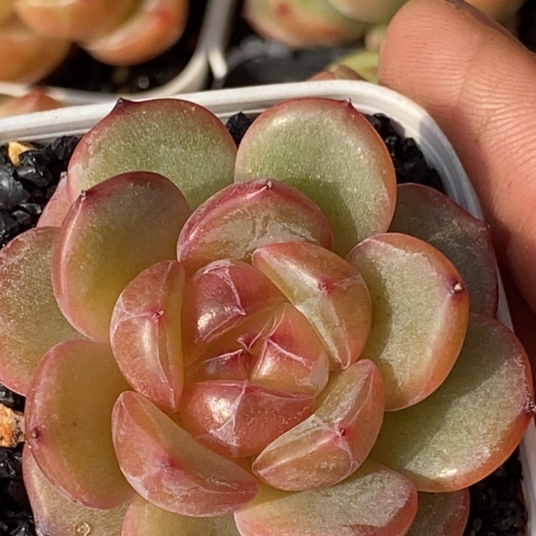 天官赐福百无禁忌