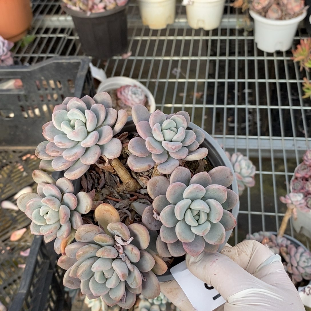 691白鹭老桩一物一拍