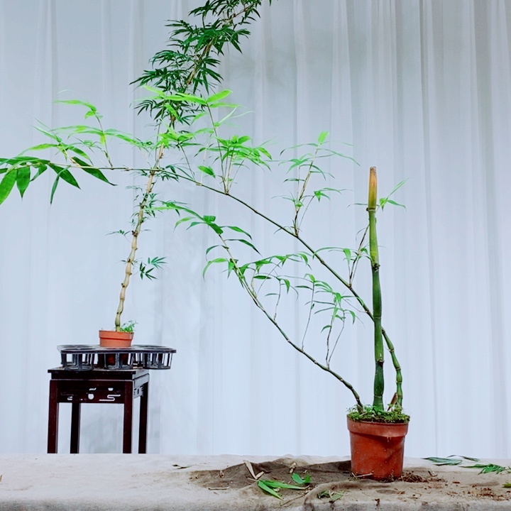 无花朵如**遂1111111111111