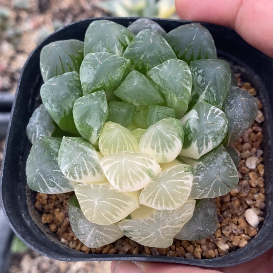 一颗实生玉露锦。 