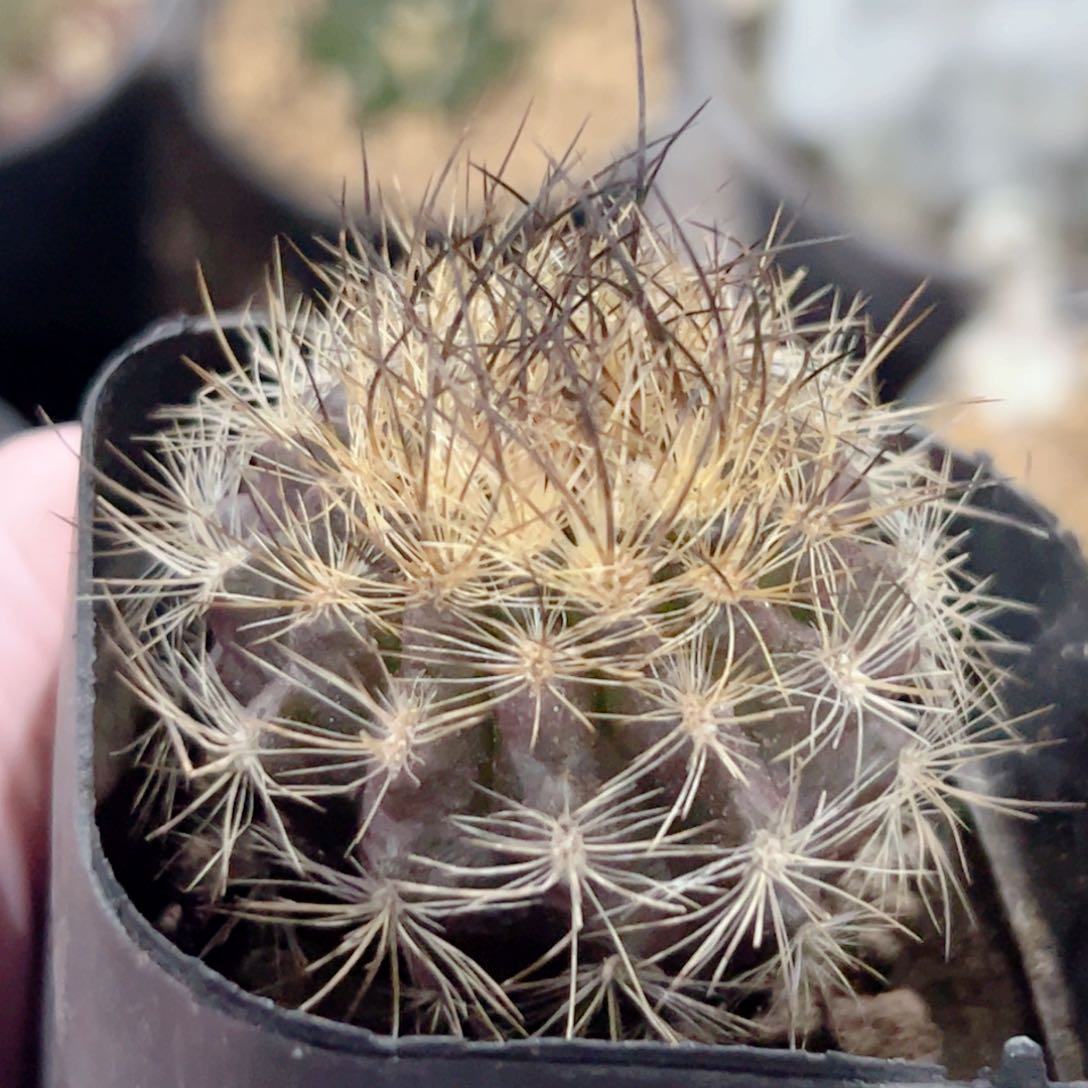 智利属实生仙人球