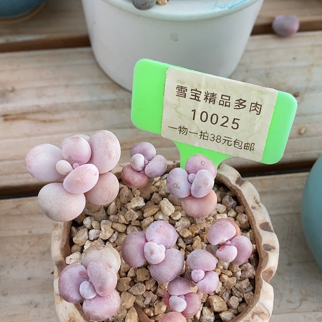 10025奥娟在小雨小雨小雨