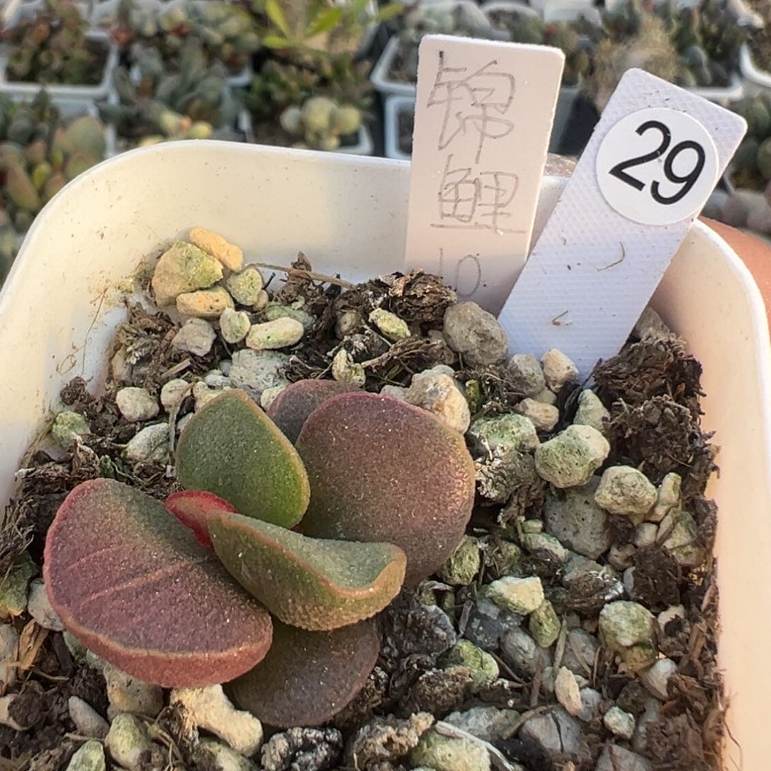 锦鲤大苗多肉植物29