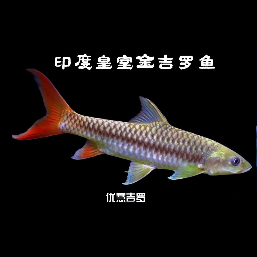吉罗鱼 （印度皇室金）与（中国金吉罗）大型鱼观赏鱼