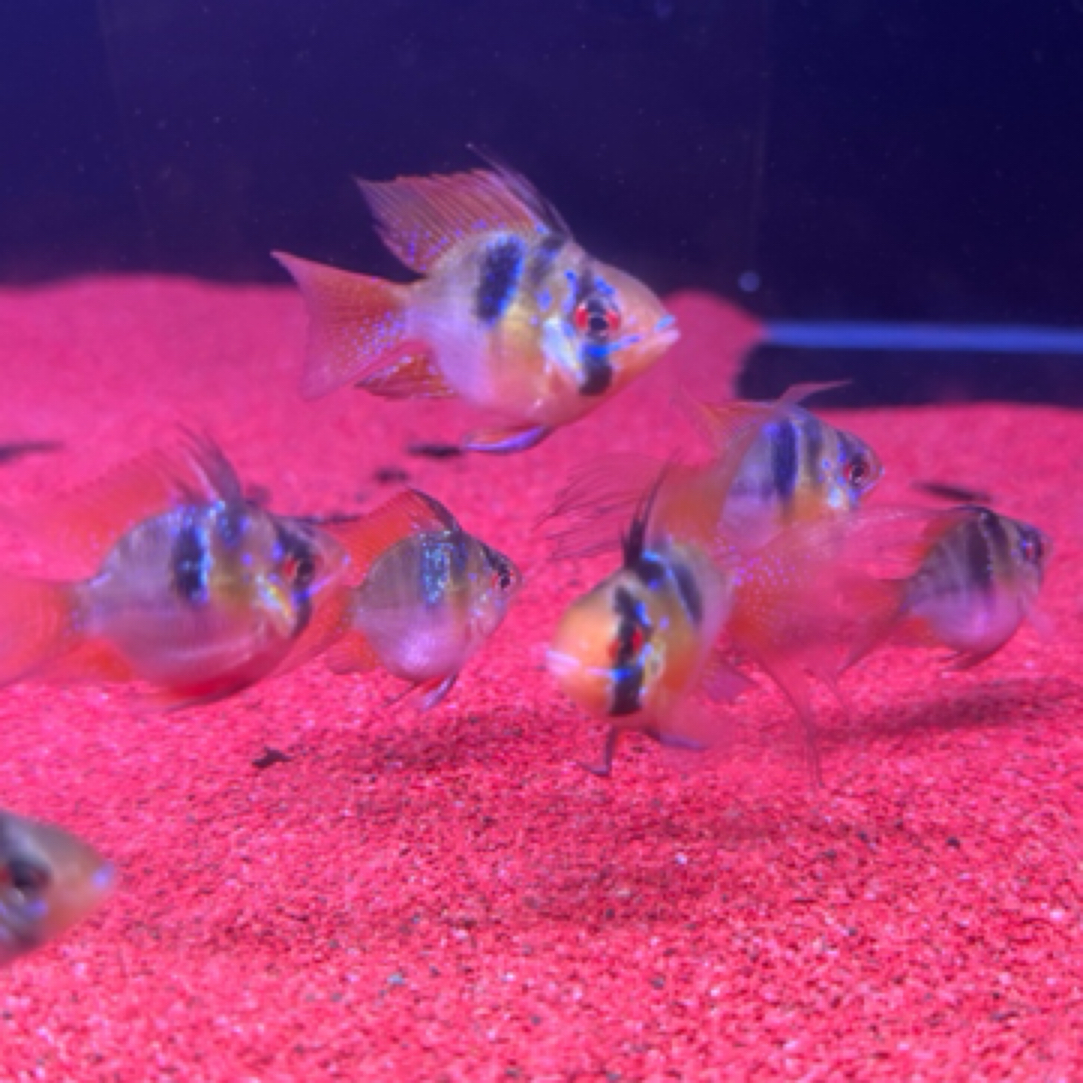 明天甄选｜荷兰凤小型热带鱼淡水鱼 皮实好养，颜色艳丽