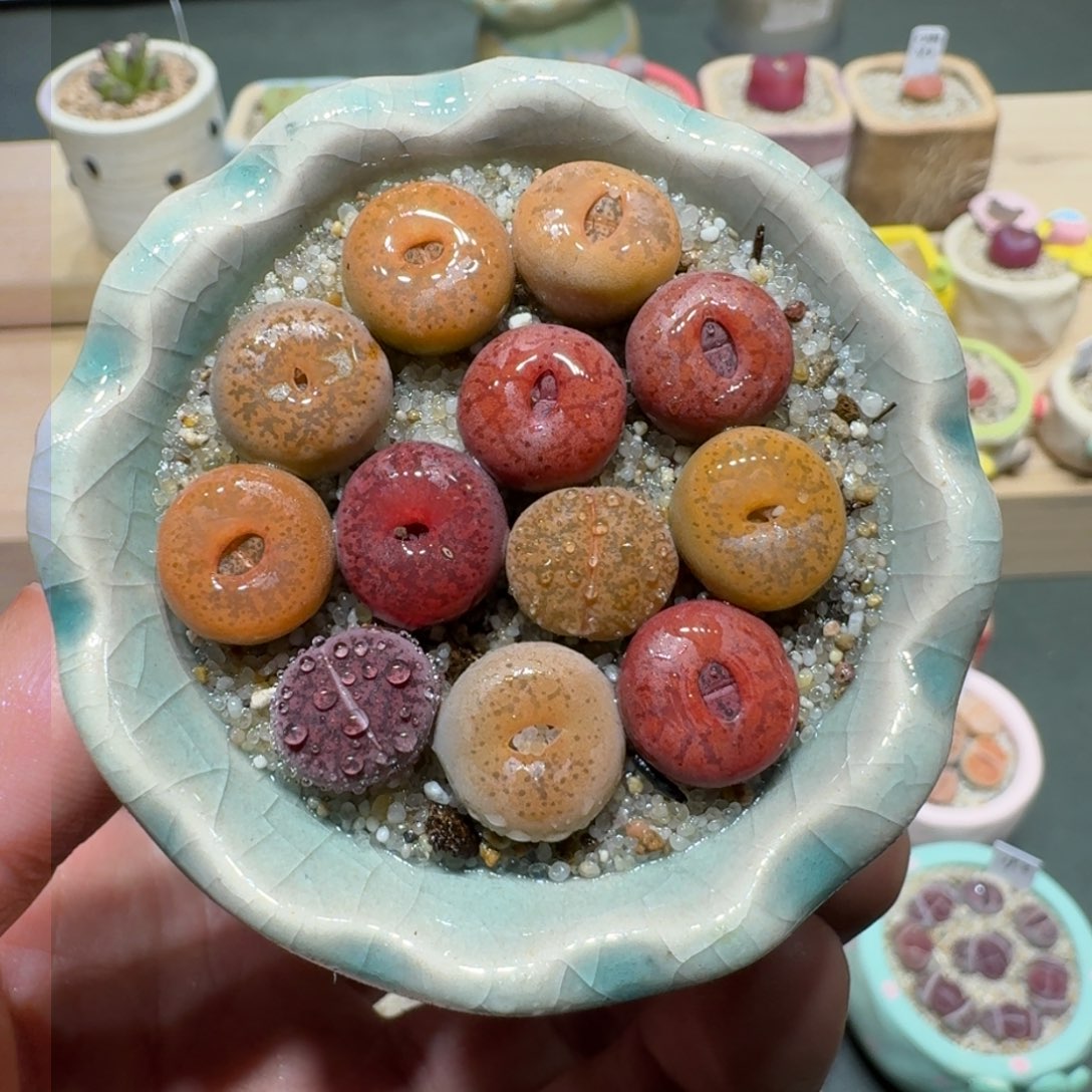 红陶蘑菇272紫薰