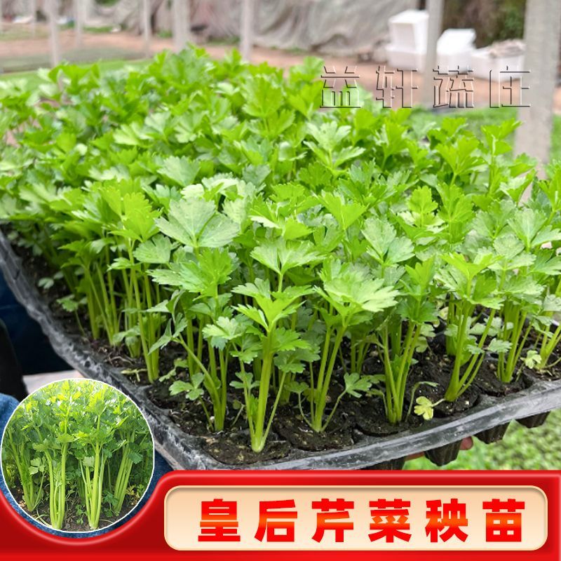 寿光芹菜苗秧四季小香芹种子苗阳台盆栽易种蔬菜种子秧苗带土发货