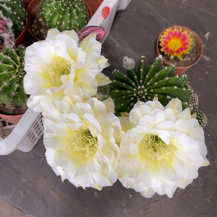 完全开放闪购随机发货链接喜欢直接拍