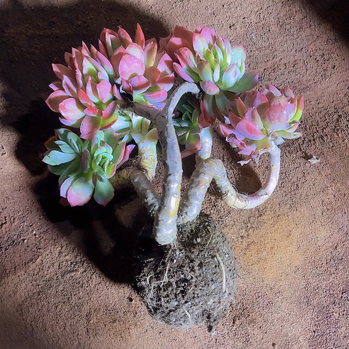 序号001老庄琪罗。