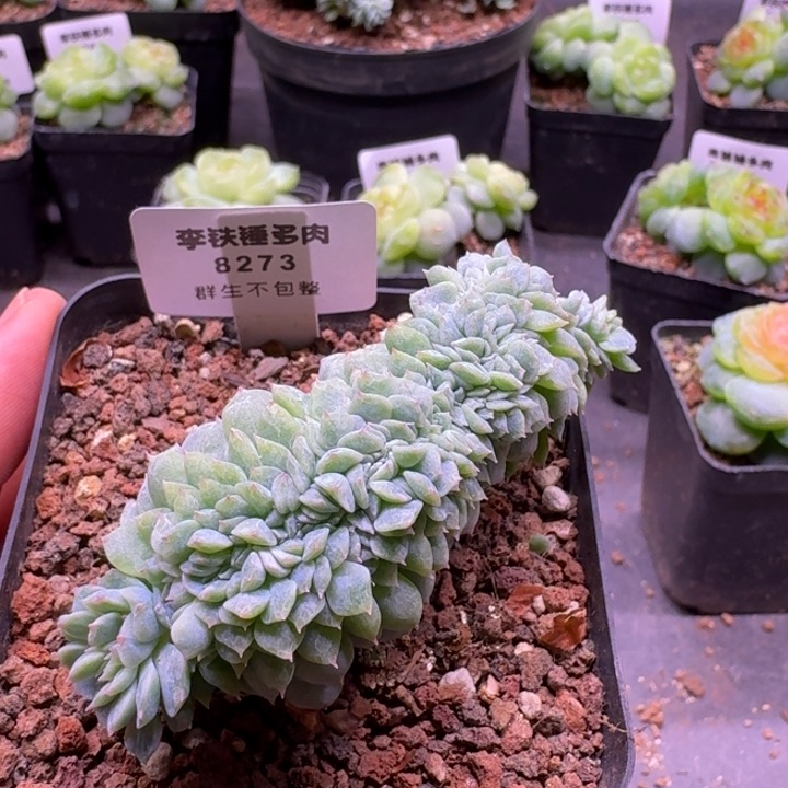 8273纸鸢缀化一物一拍7cm盆