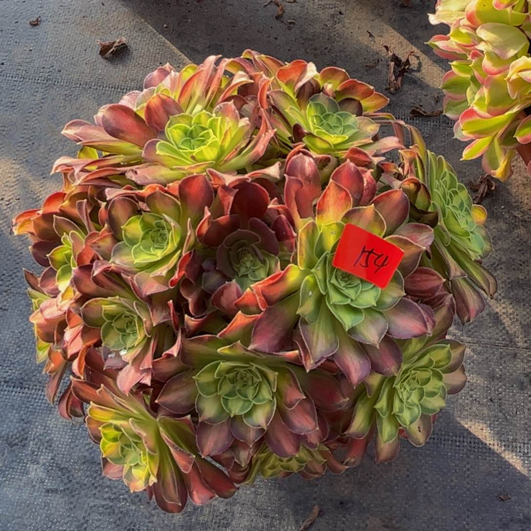 154炖肉植物发货韶华