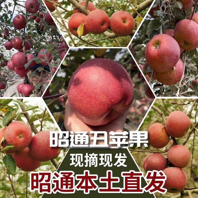 【达人专属】云南高山昭通冰糖心丑苹果新鲜当季果园现摘现发