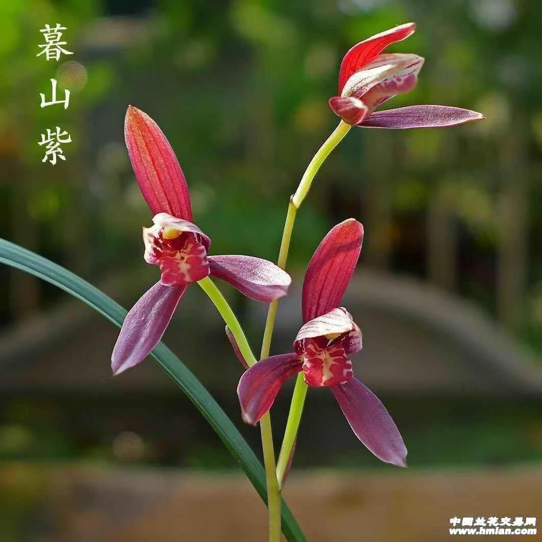 建兰幕山紫兰花苗带花苞室内好养活浓香型花卉绿植盆栽