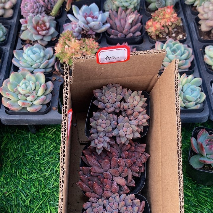 A392红蜻蜓多肉专拍链接