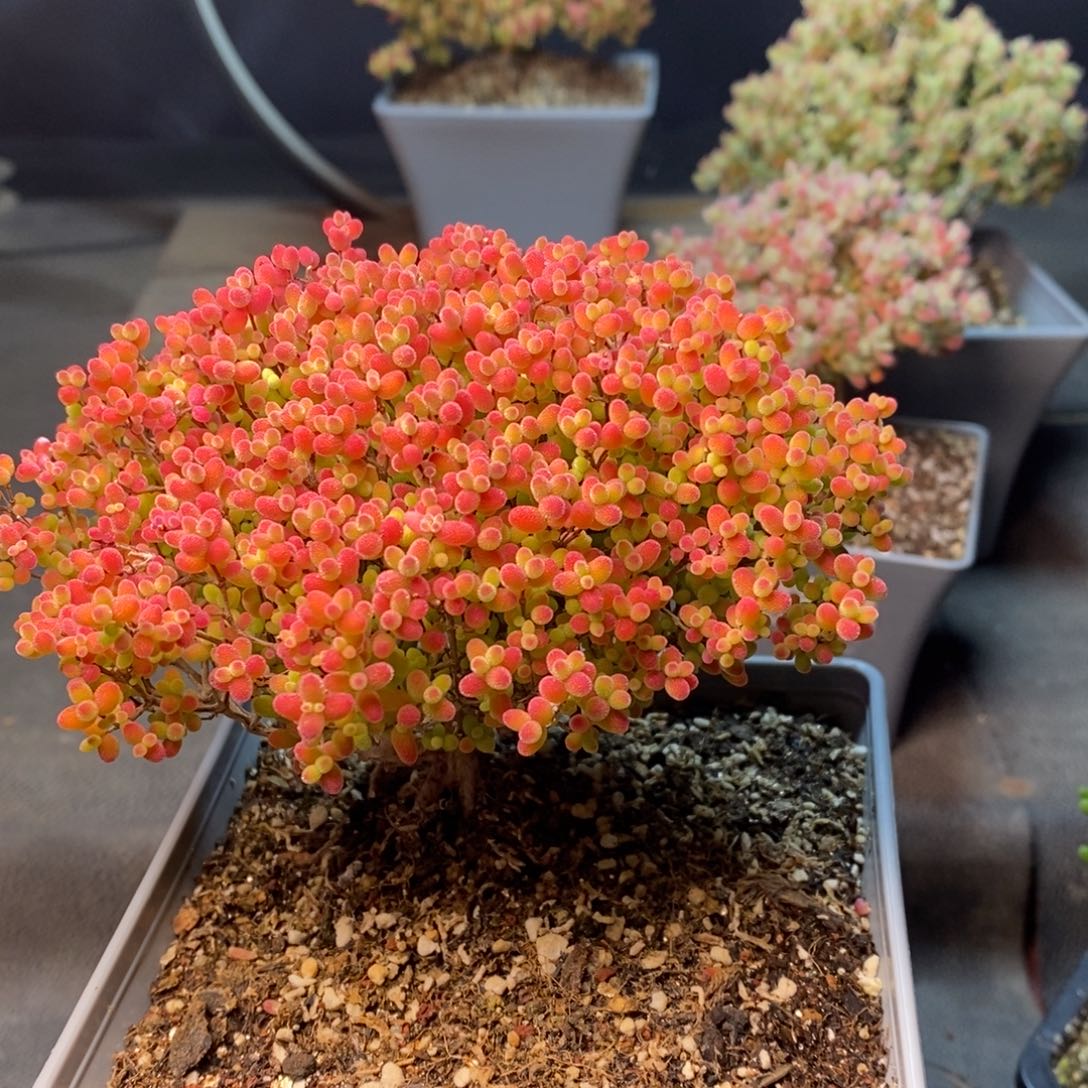 620蜜橘糖球，12厘米盆