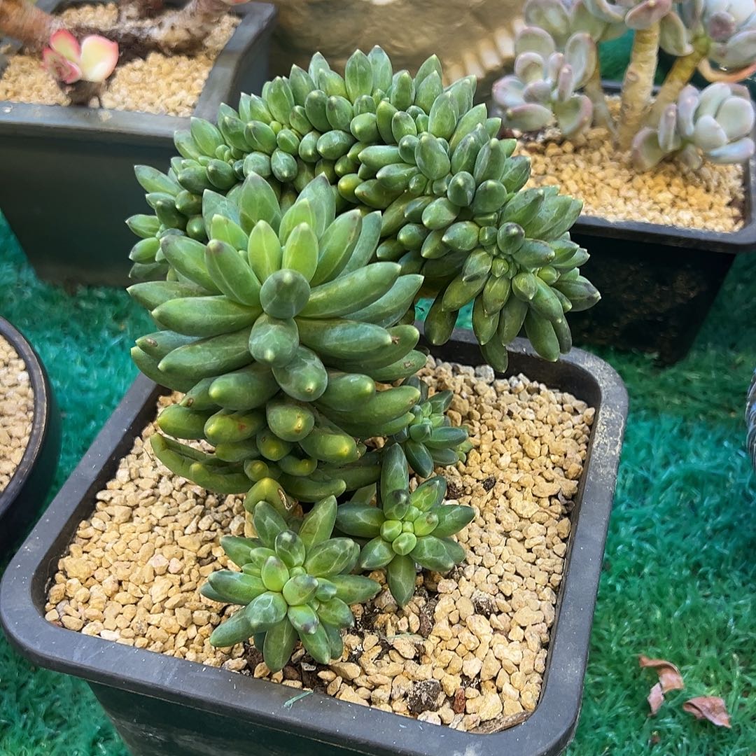 千代田缀化带朵，，，，，，，，