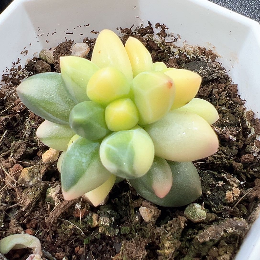 千代田之松锦 小方花圃一物一拍