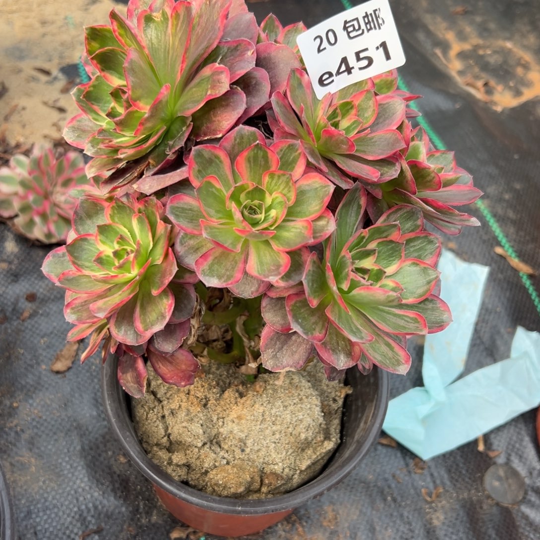 意***意451纳福，多肉法师