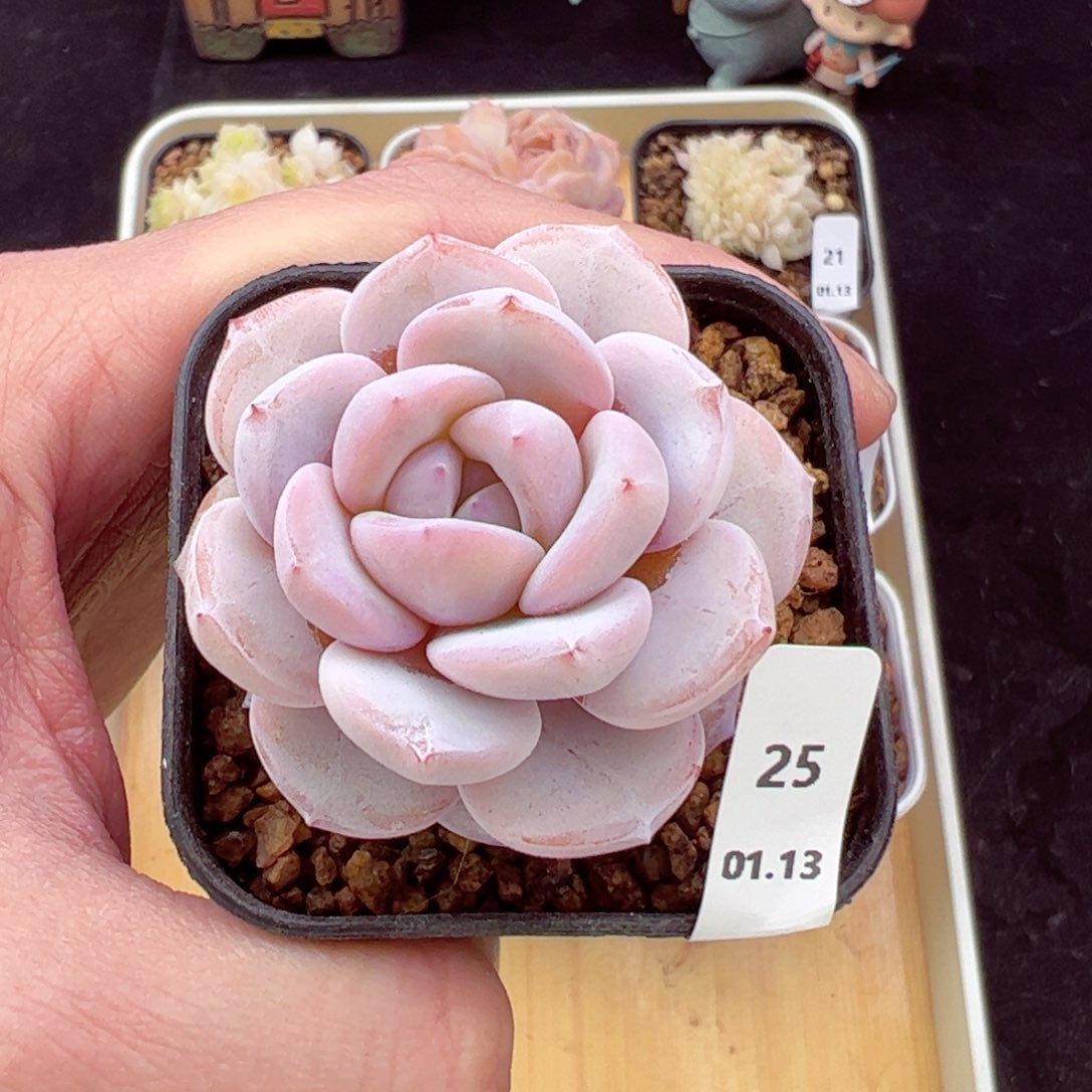 奶茶25、哈哈哈哈