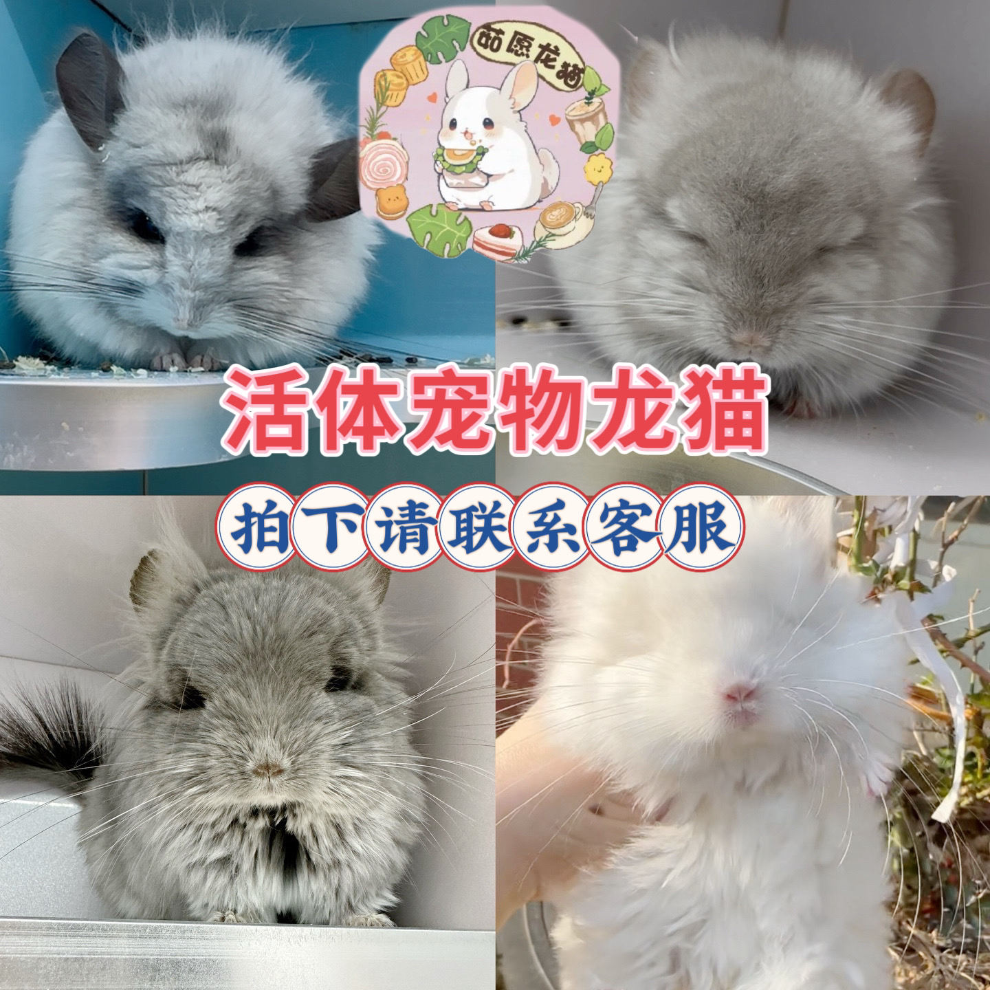 活体宠物龙猫（一猫一拍，拍下请联系客服）