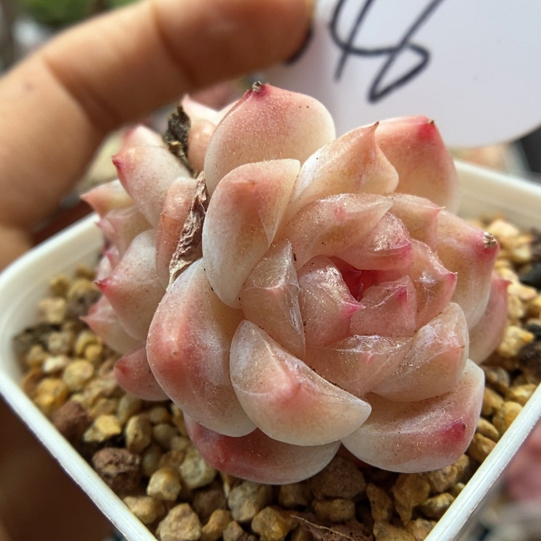 糖心粉魄群生346号。   