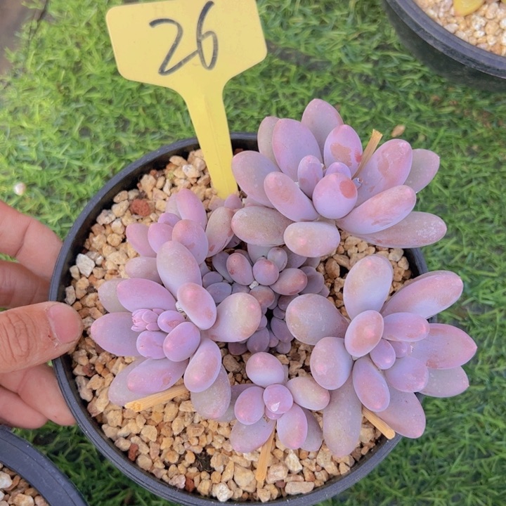 健健康康平平安安