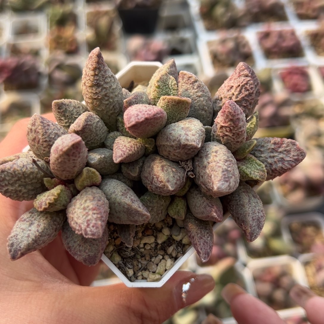 满盆老桩多肉植物水泡