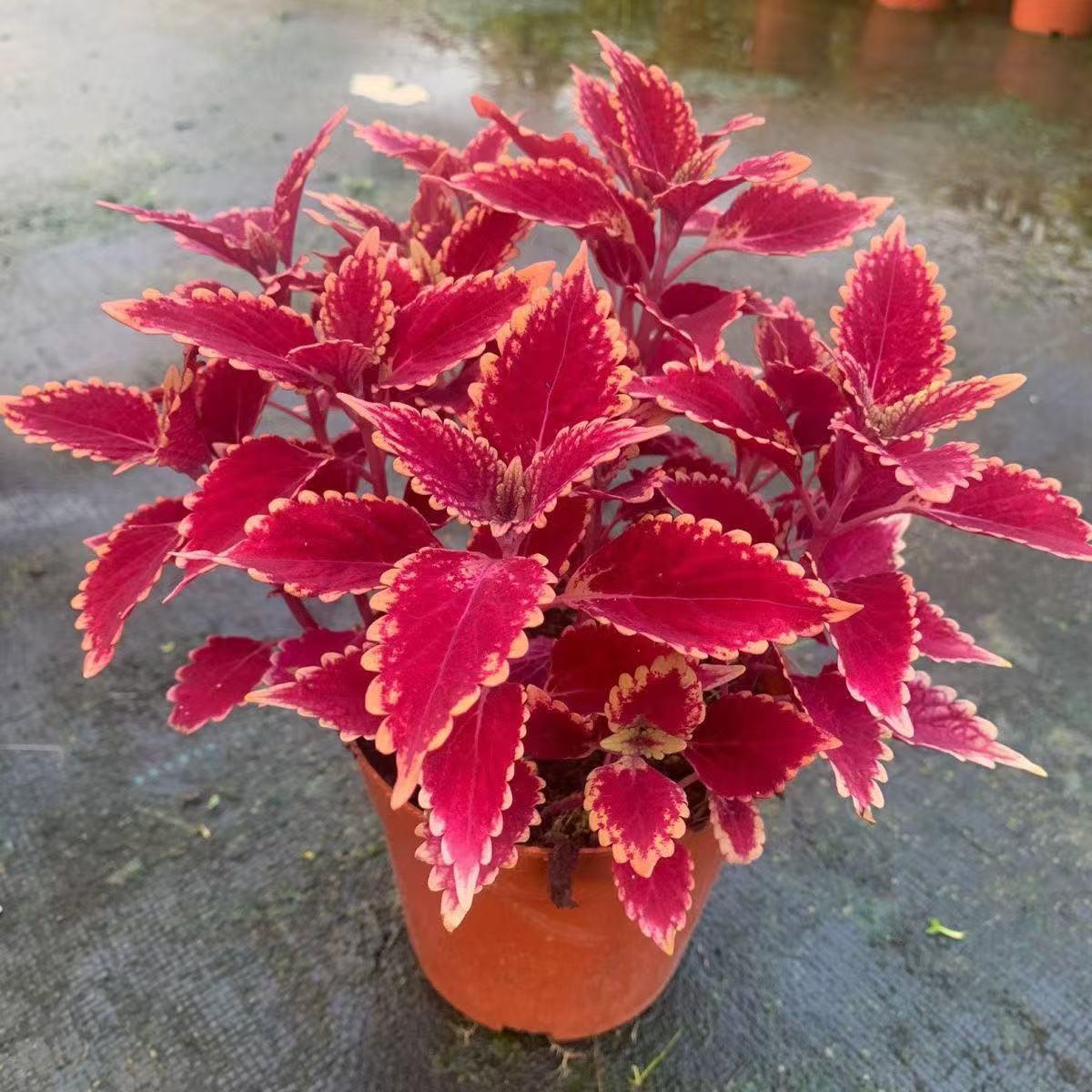 金边彩叶草盆栽阳台庭院花境花卉绿植观叶植物耐热耐晒好养易成活