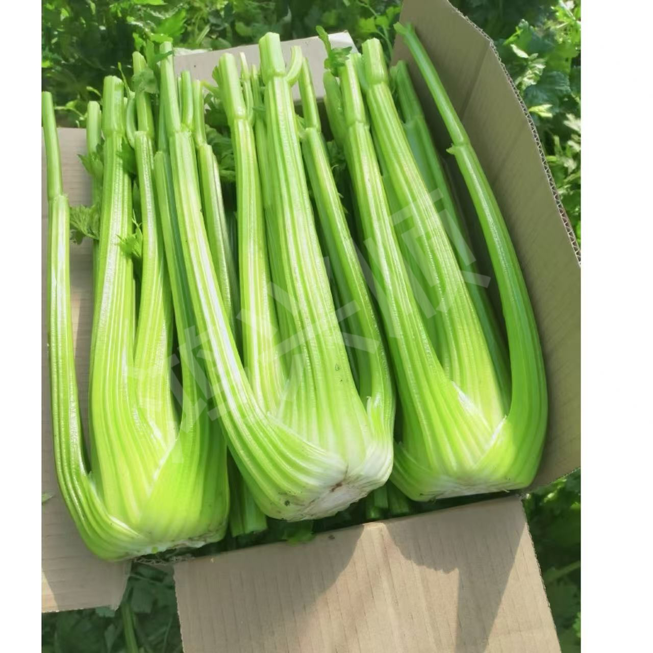 （农家自种）榨汁专用西芹 产地直发 脆嫩多汁现摘现发 