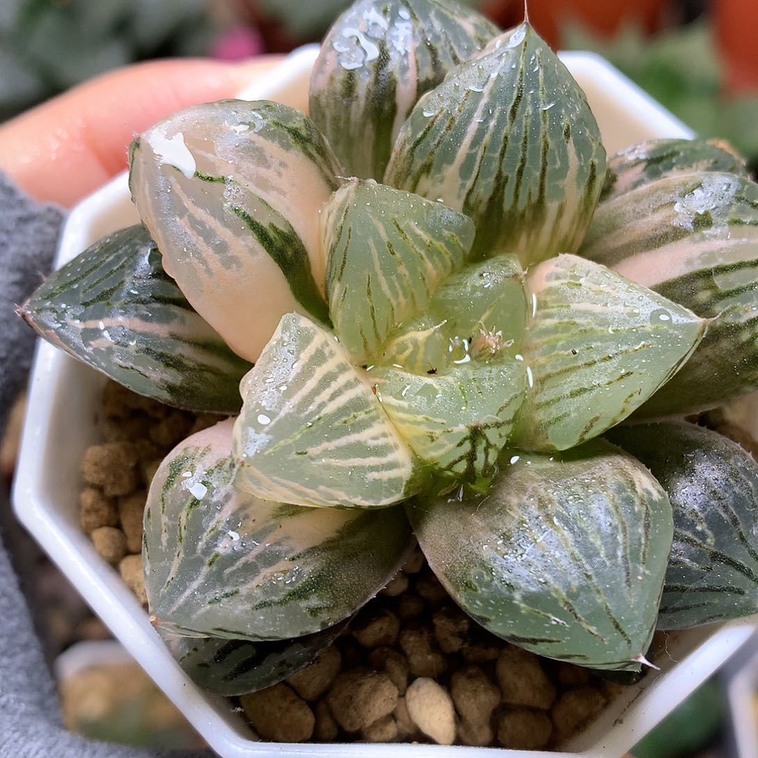 玉潭寿锦带盆土发货tjkz