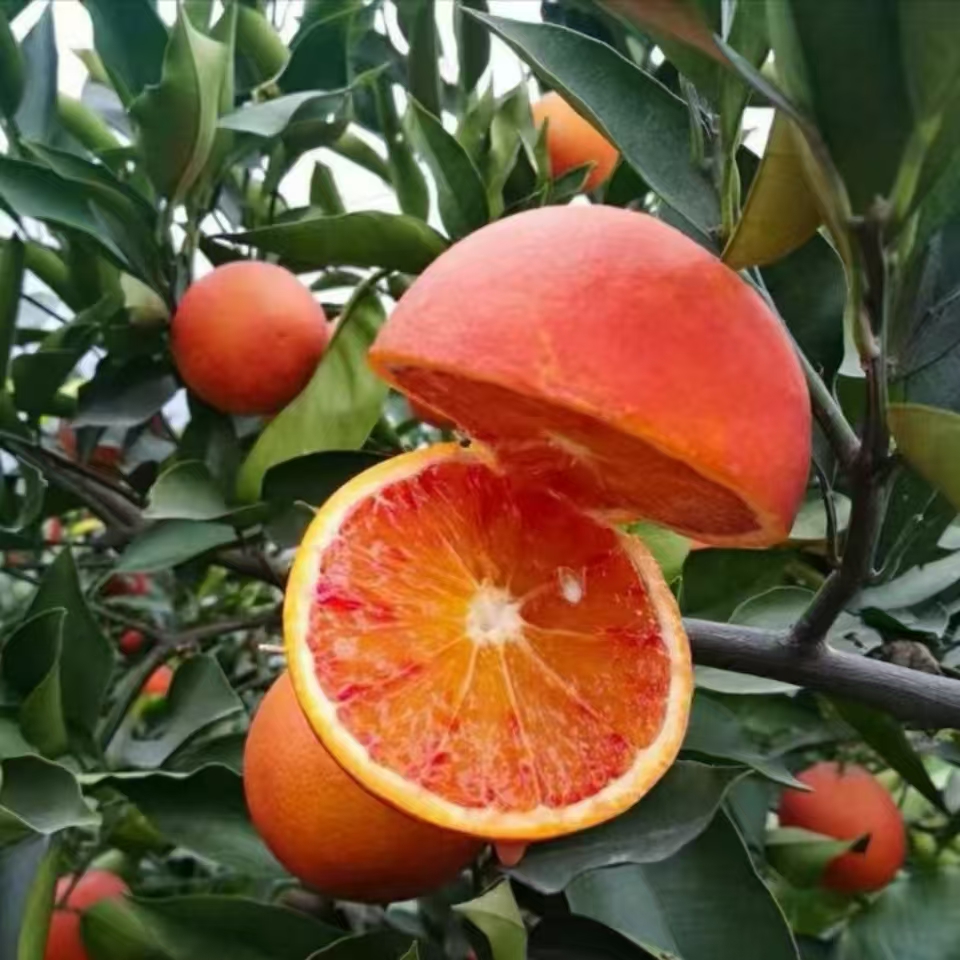 塔罗科血橙苗 自家苗圃 现挖现发 苗子壮根系好 保湿发货成活率高