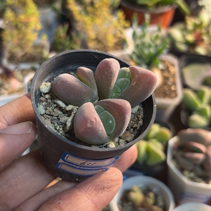 611 无比玉多肉植物