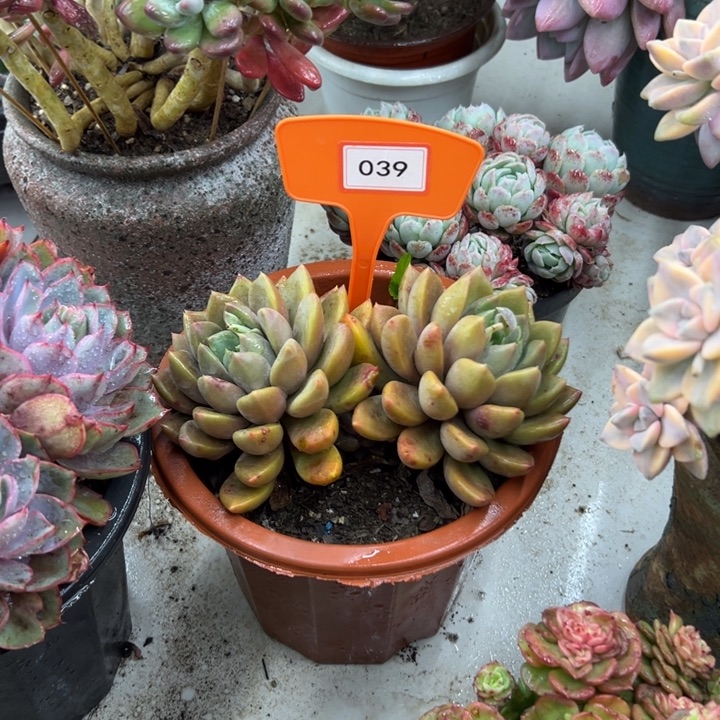 若*妈像牙多肉植物039