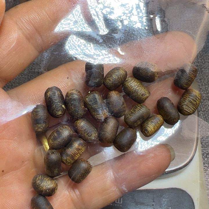 爱***尔沉香碎屑沉香小瘤疤4克