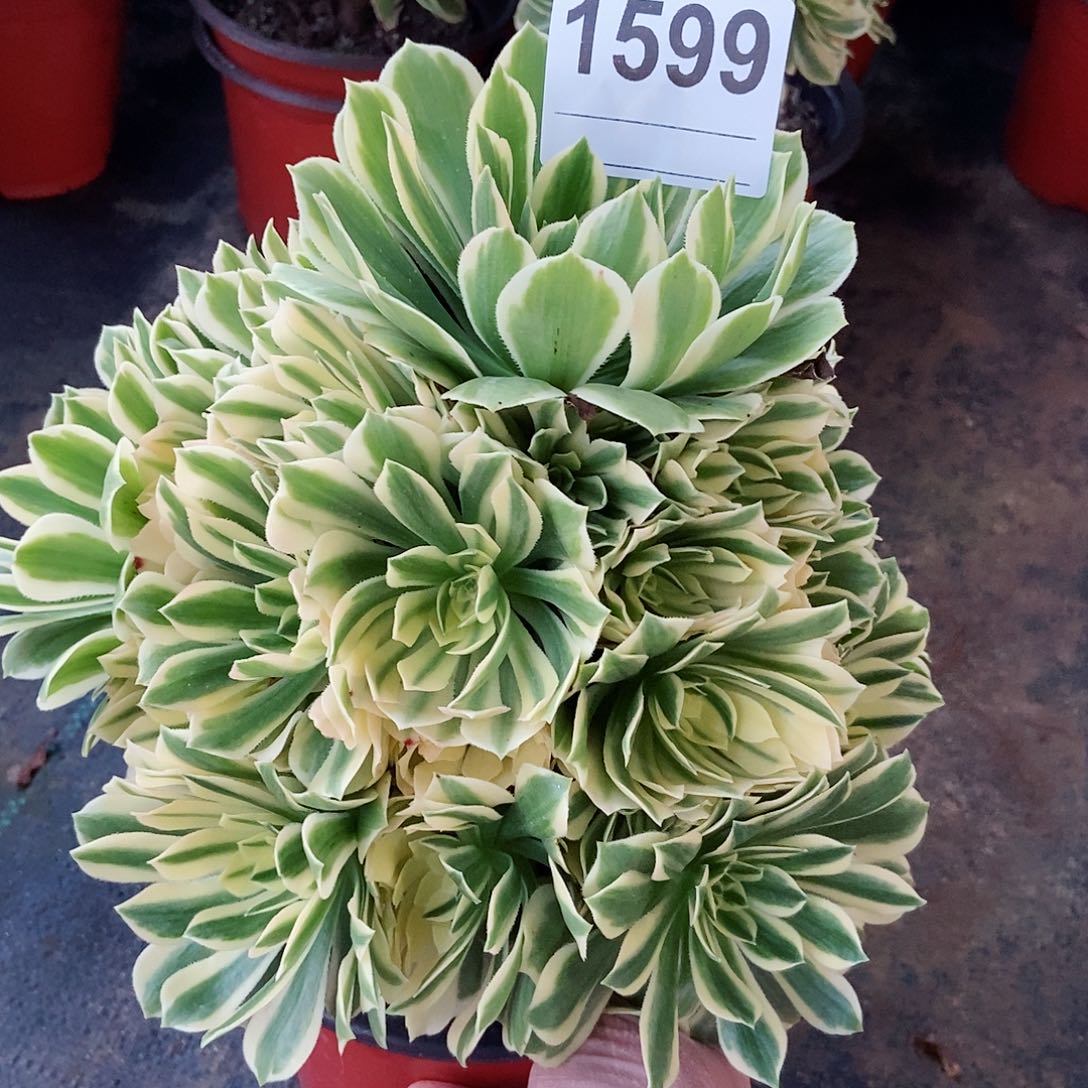 红陶1599艳凝3多肉