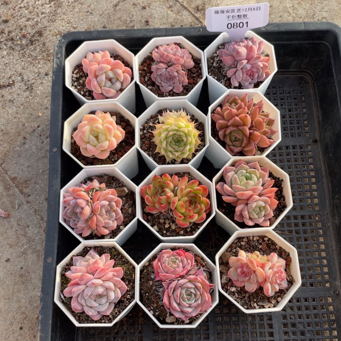 不包整散 盆子不售后0801