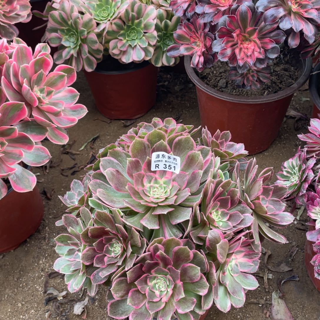 351高贵多肉法师断枝不包