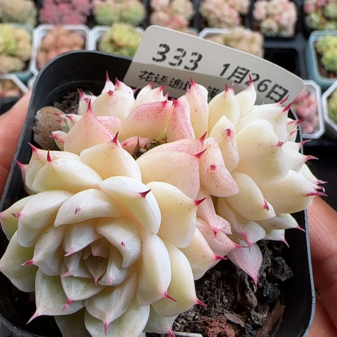 花语逸镜0126-333小魔仙