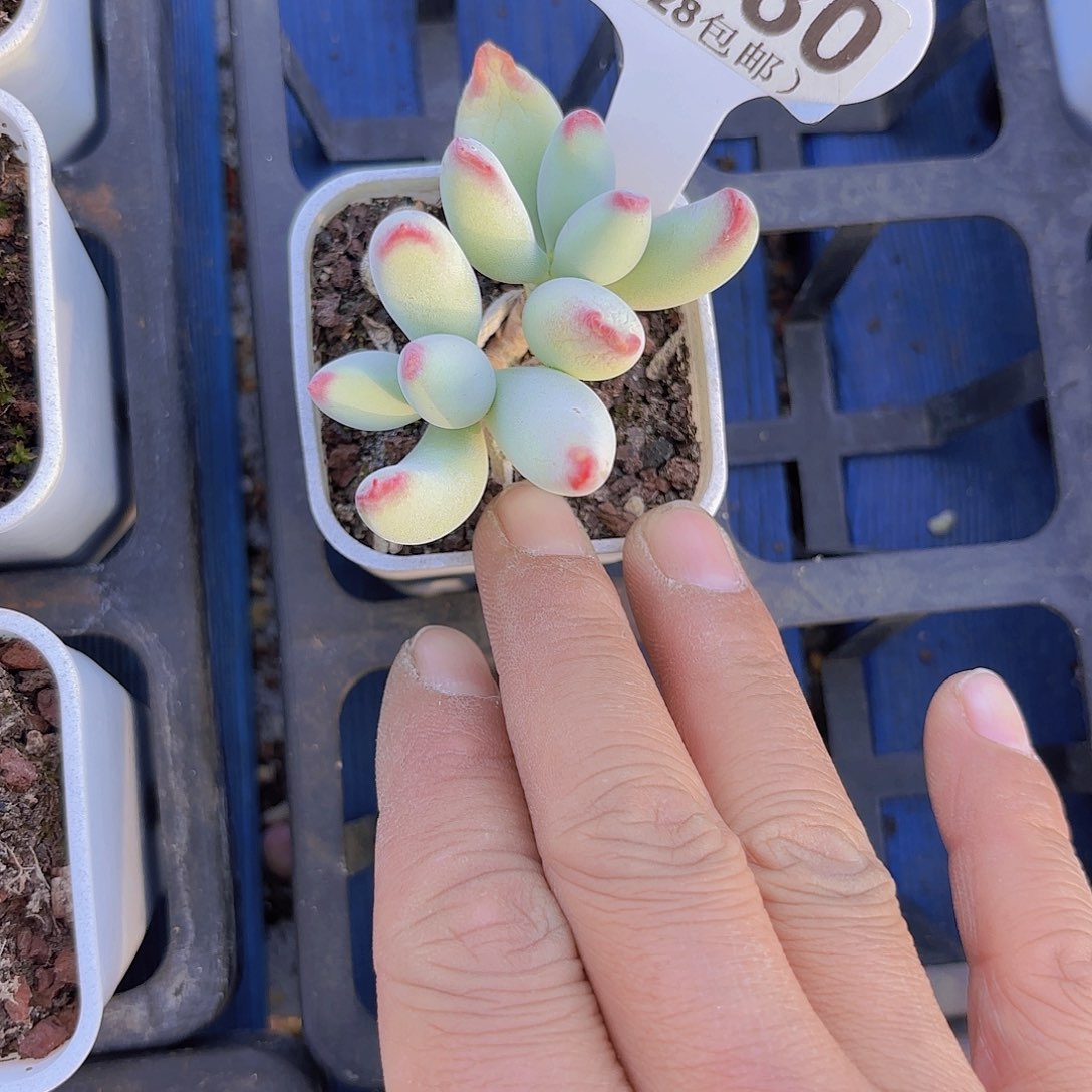 A880白娘子一物一拍