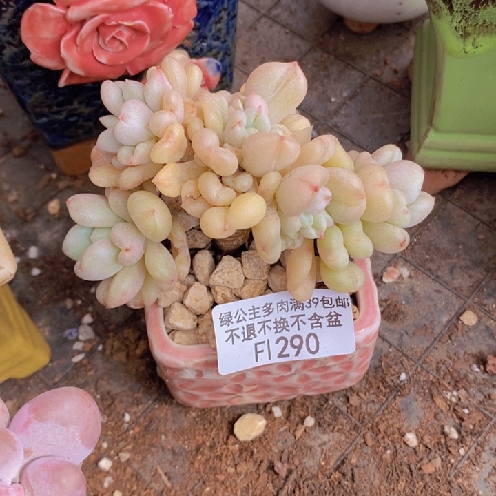 比尔盖茨7cm290多肉