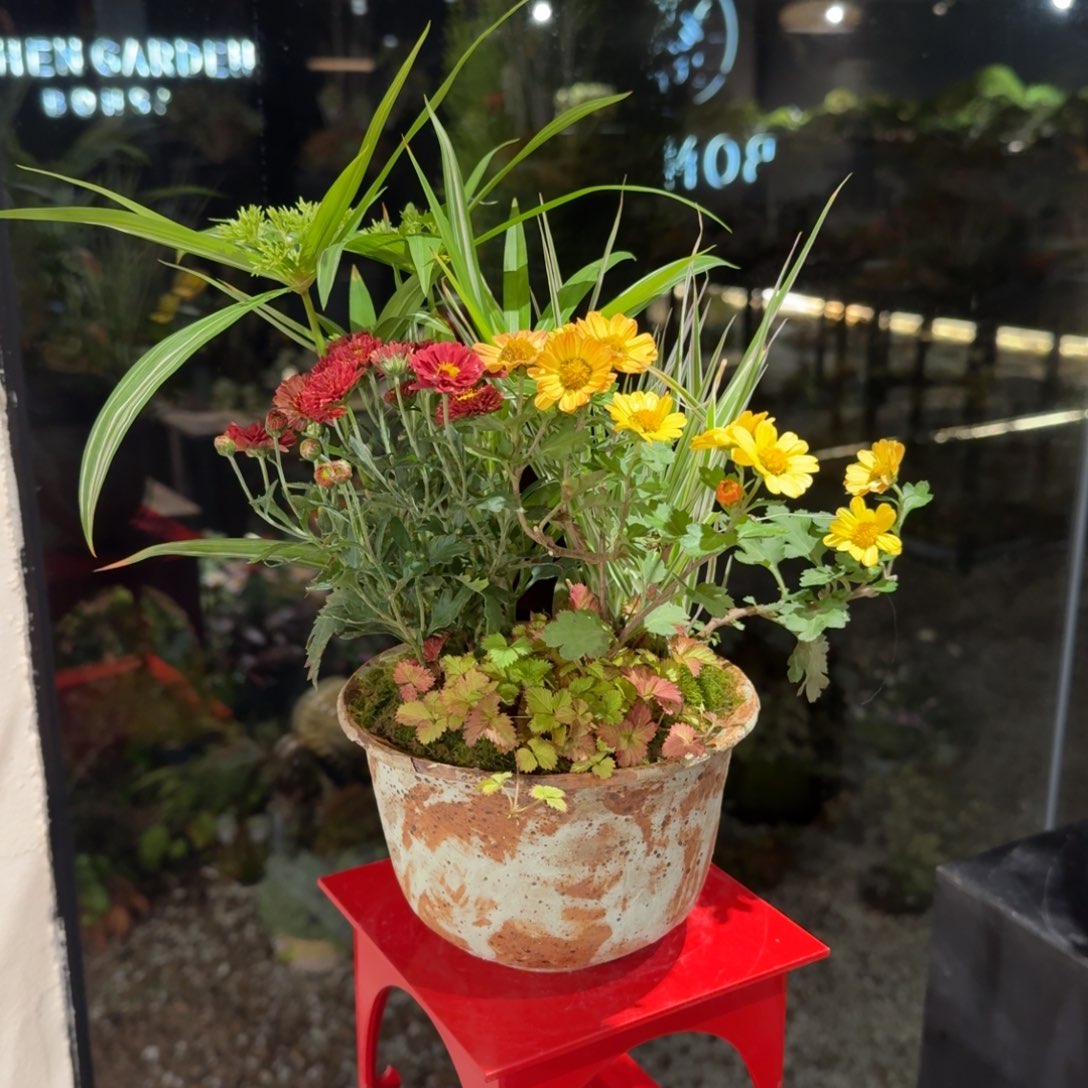 全部花朵山野草手作盆