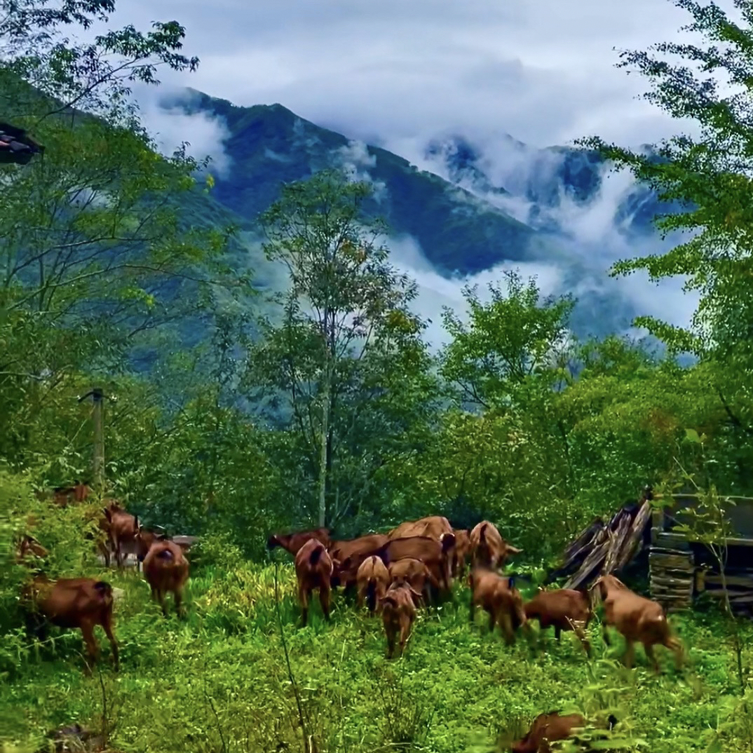 四川跑山黄羊肉（直播间现拍链接）