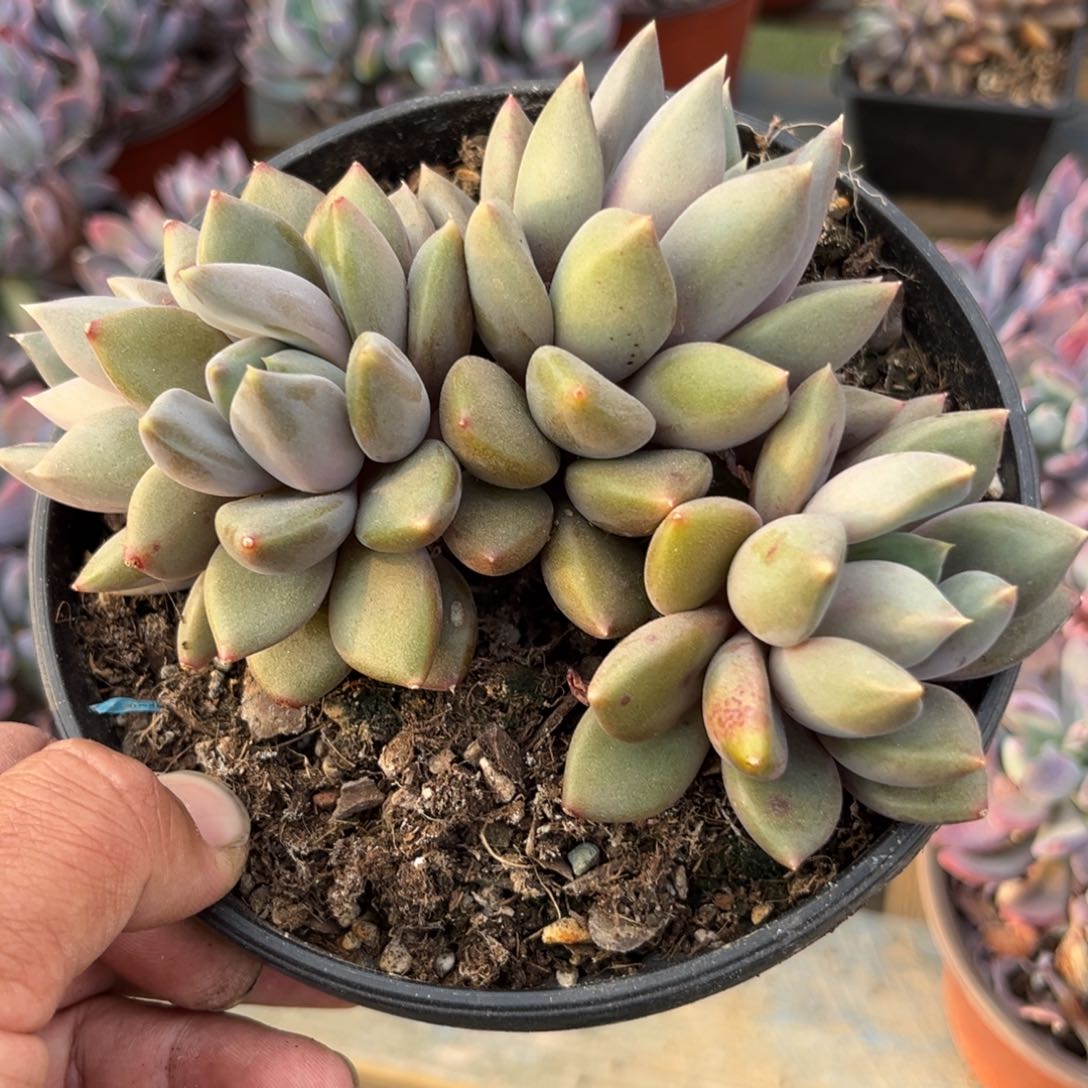 红象牙多肉植物多