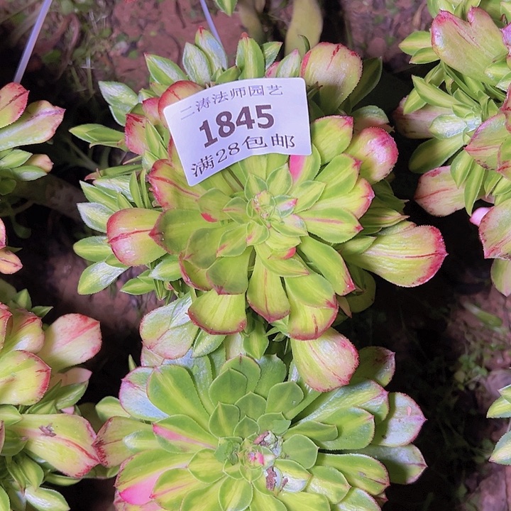 1845知否多肉植物无根