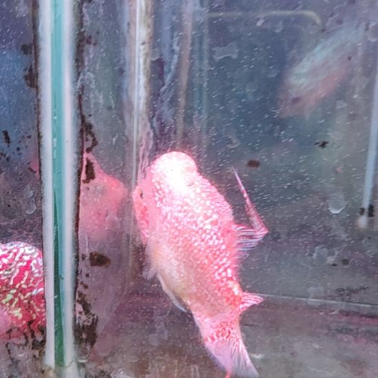 罗汉鱼222222222222