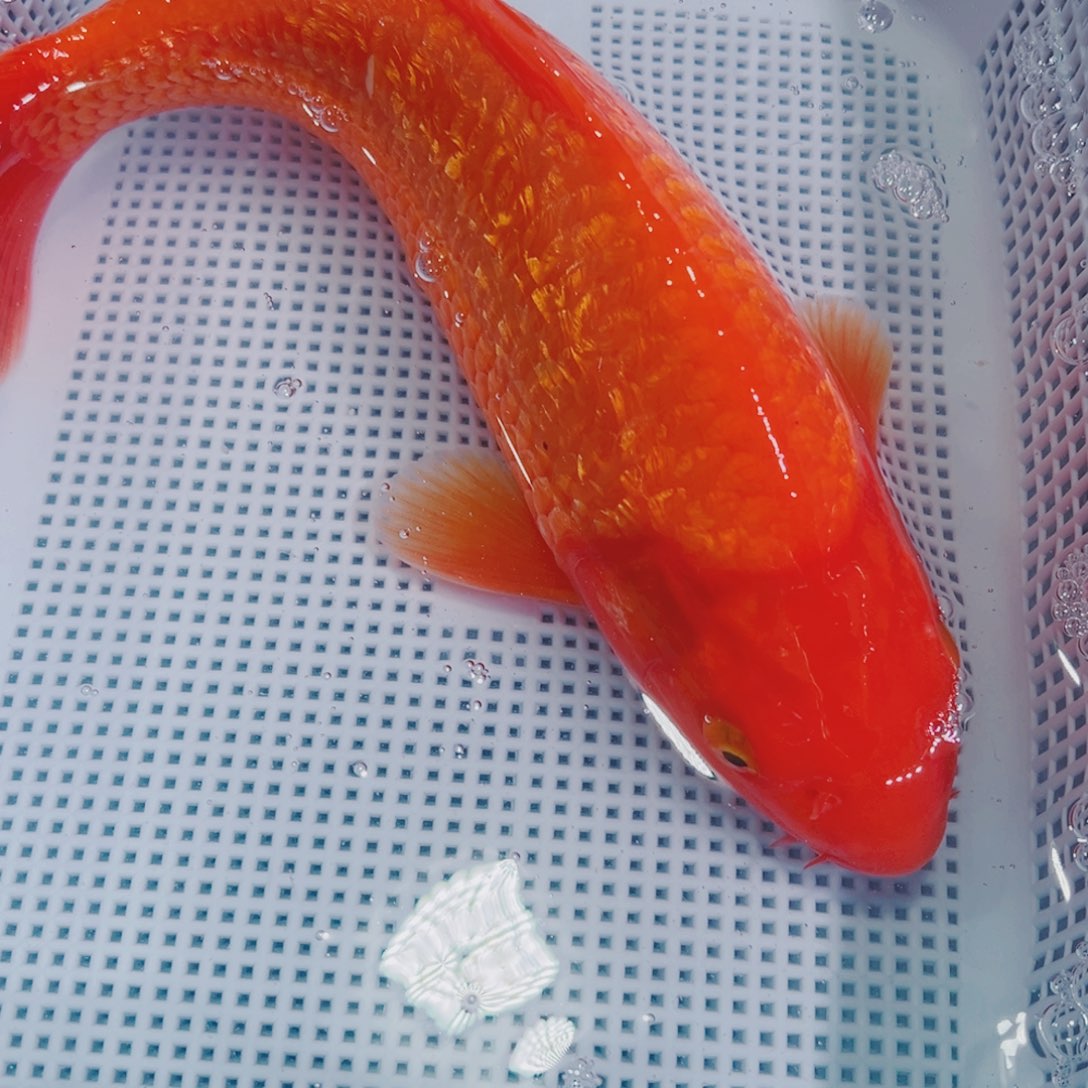 锦鲤锦鲤冷水鱼观赏
