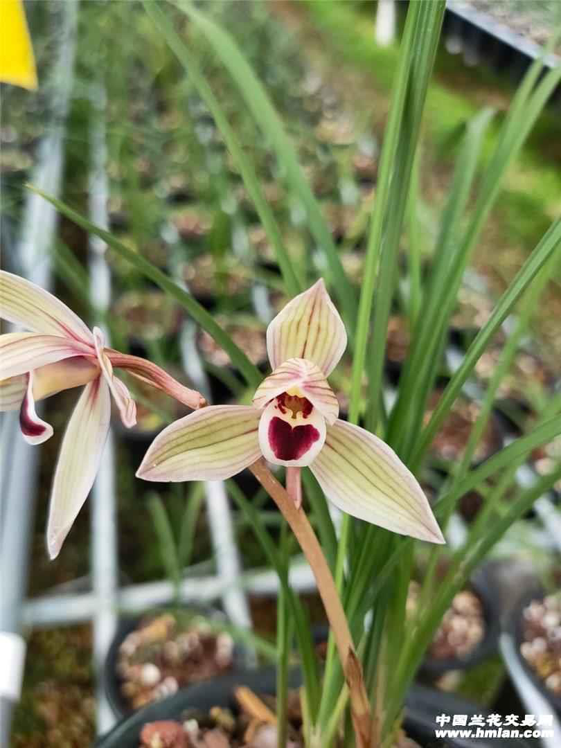 【心心相印】莲瓣兰名品 国兰苗 花开浓香 好养易活 对版 人工种植